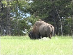Bison