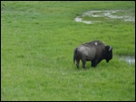 Bison