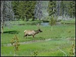 Elk