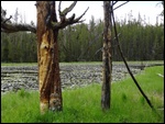 Lillypad Lake
