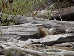 Marmot