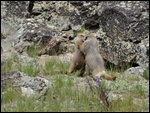 Marmots