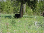 Black Bear (Brendan)