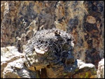 Eagles Nest