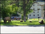 Elk in Mammoth Town Square