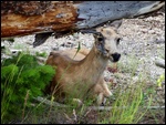 Elk