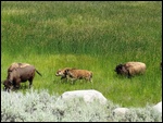 Herd of Bisson