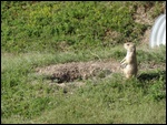 Prairie Dog