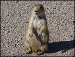 Prairie Dog
