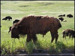 Bison