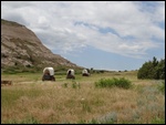 The Oregon Trail