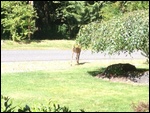 Young Deer