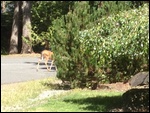 Young Deer