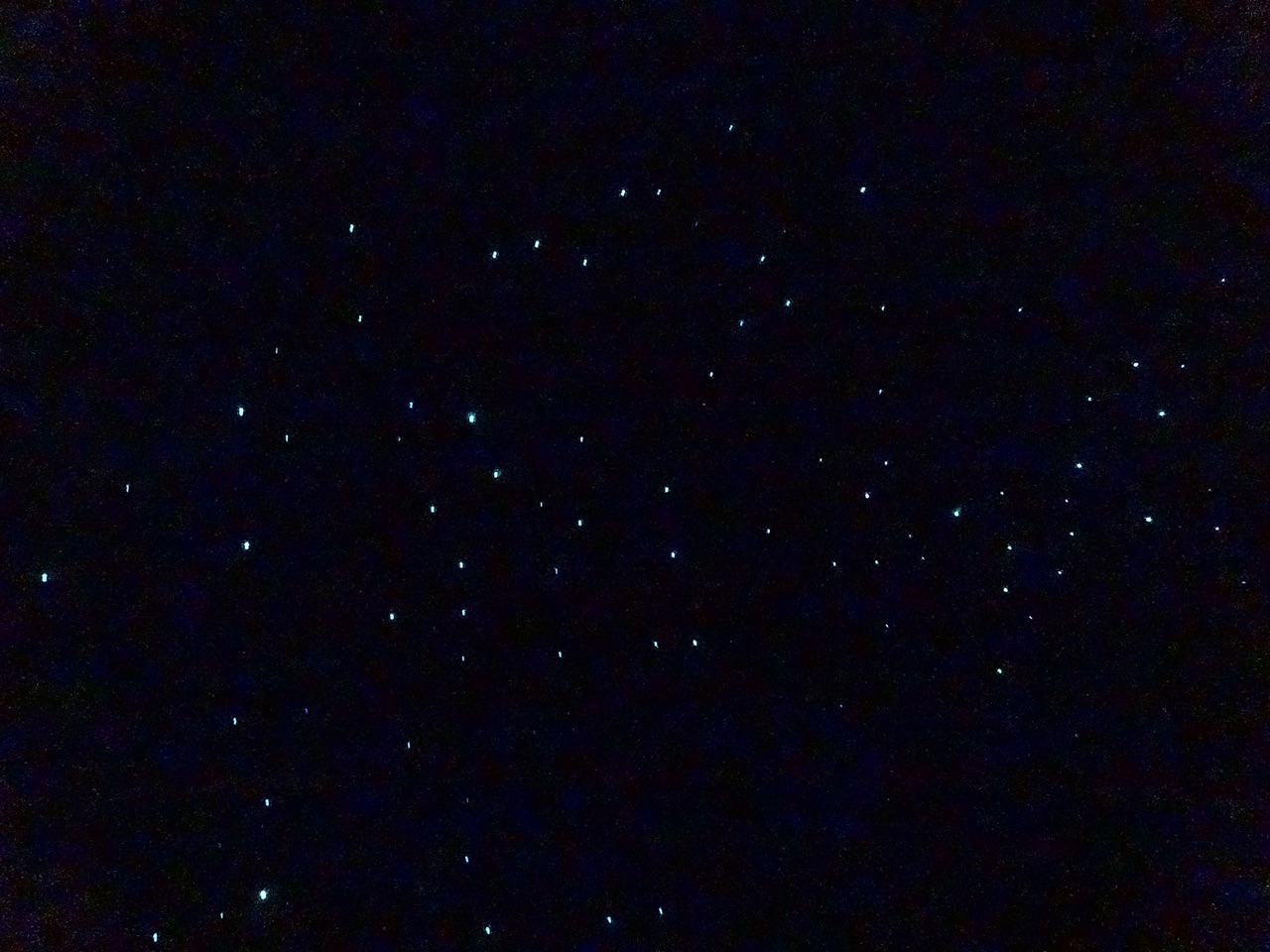 Glow Worms