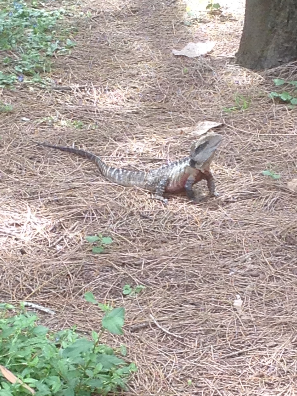 Water Dragon