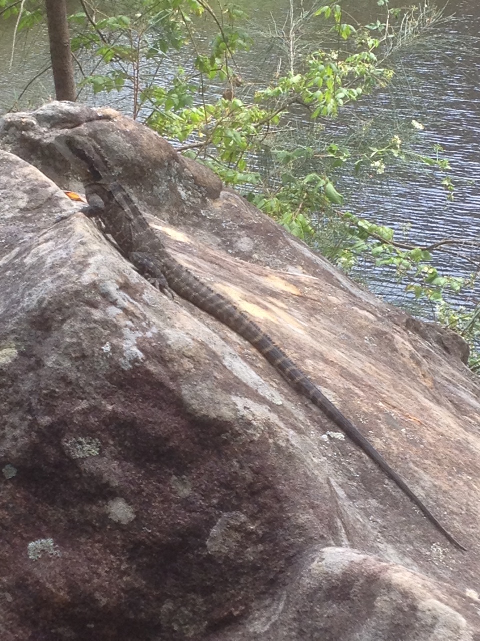 Water Dragon