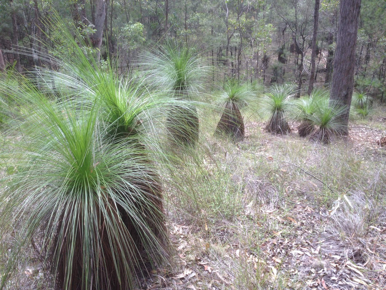 Grug's Forest