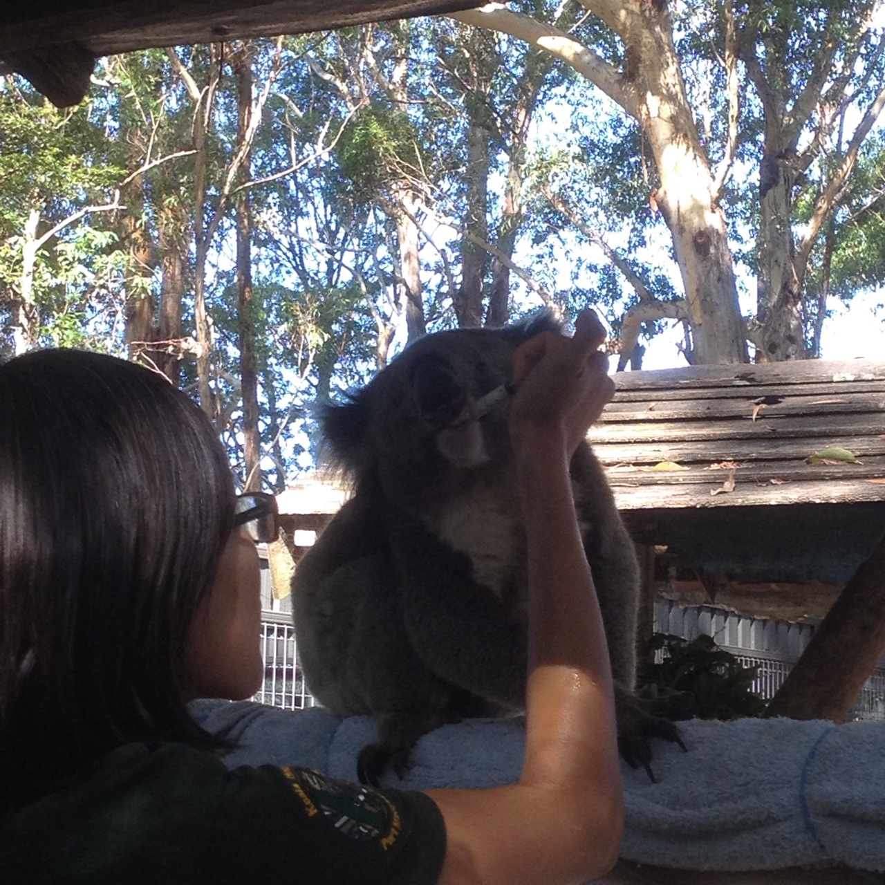 Feeding Sick Koalas