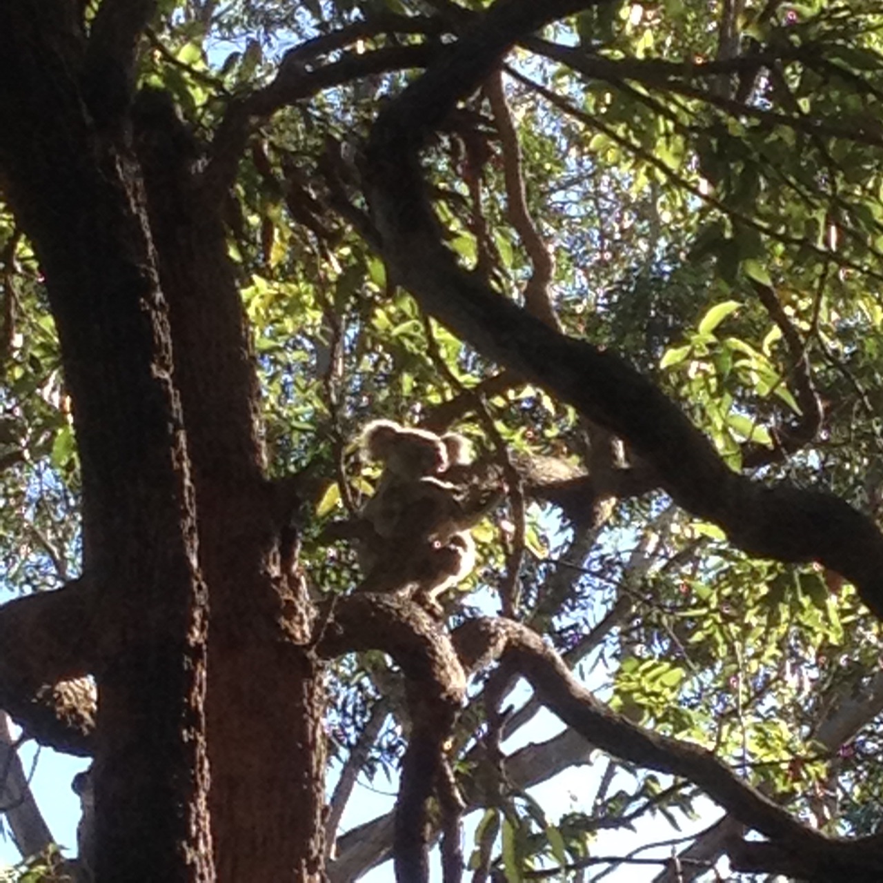 Juvenile Koala