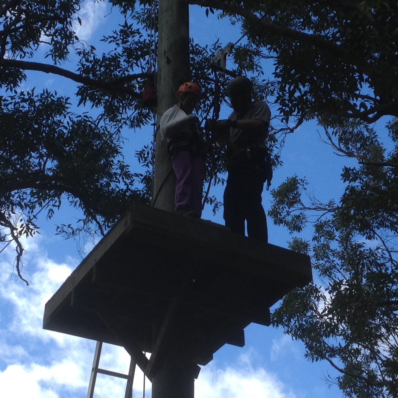 Flying Fox with a Broken Arm