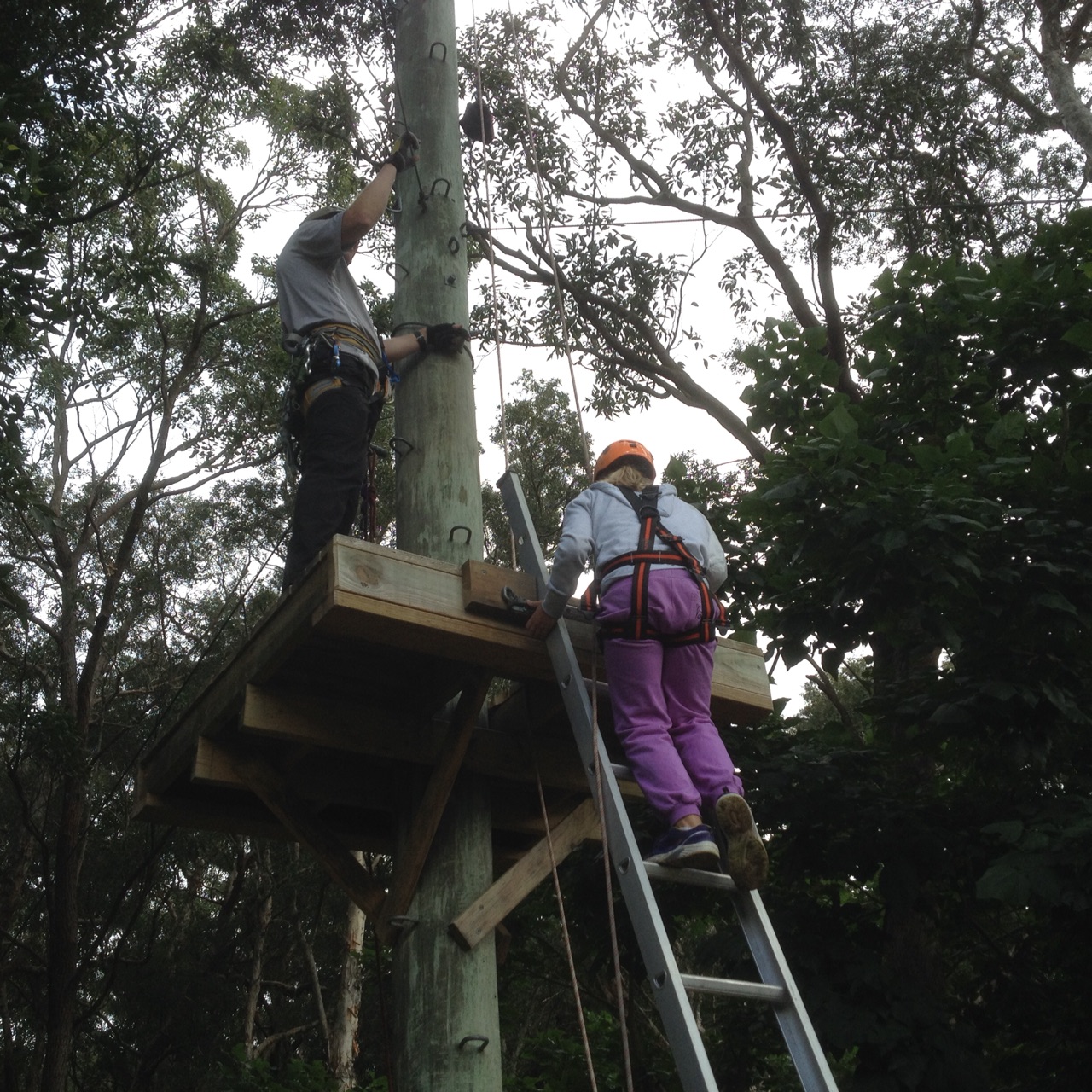 Flying Fox