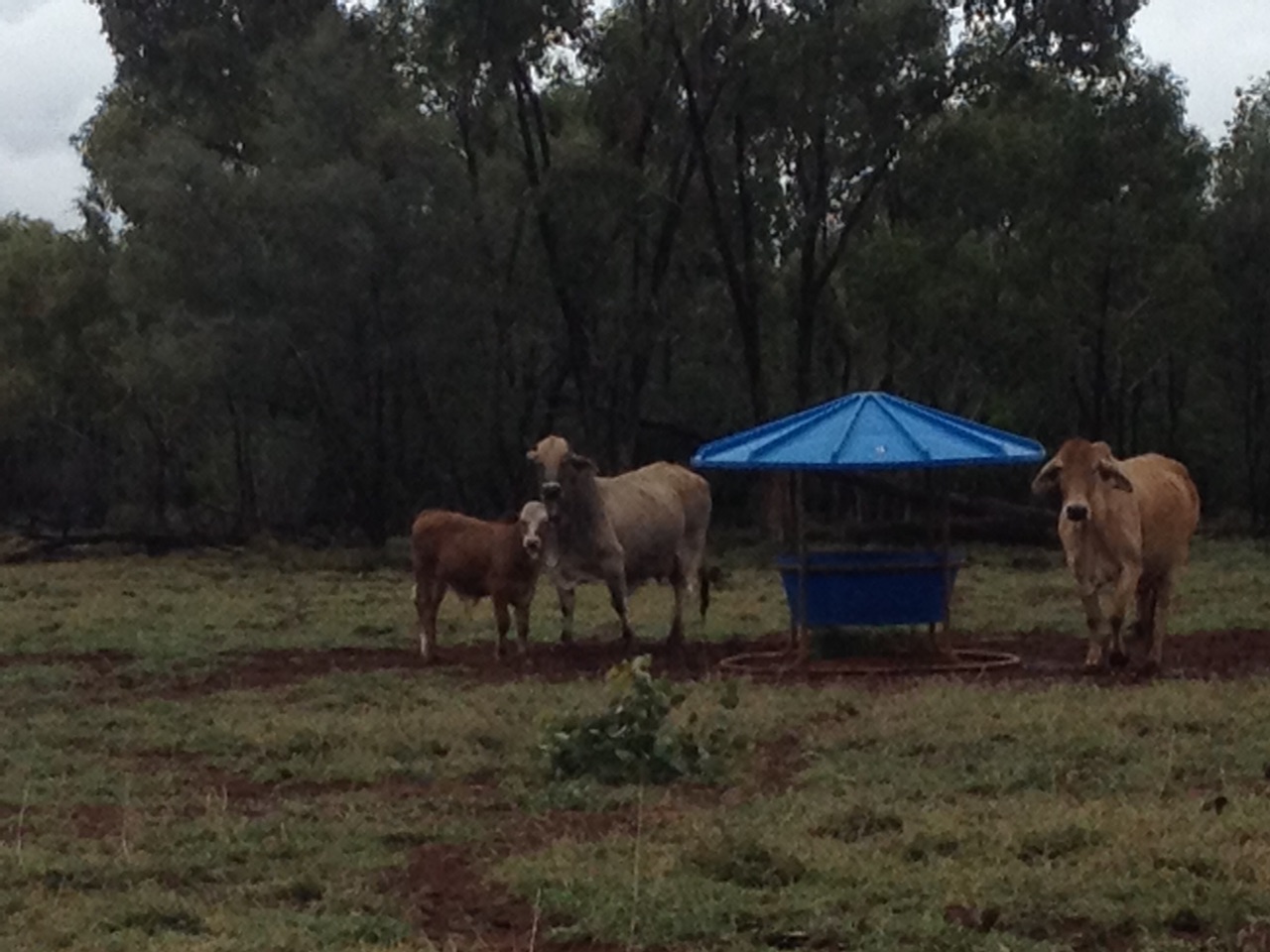 Cattle at the licks