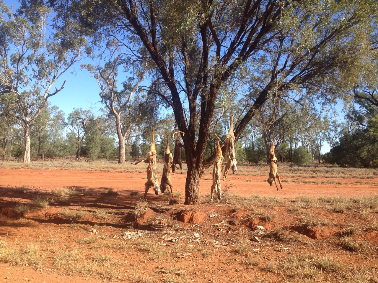 Dead dingoes