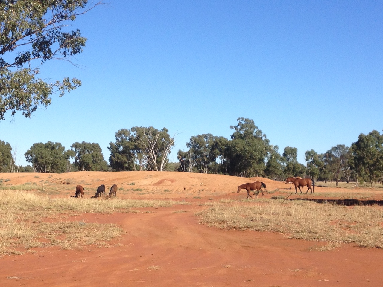 Horses