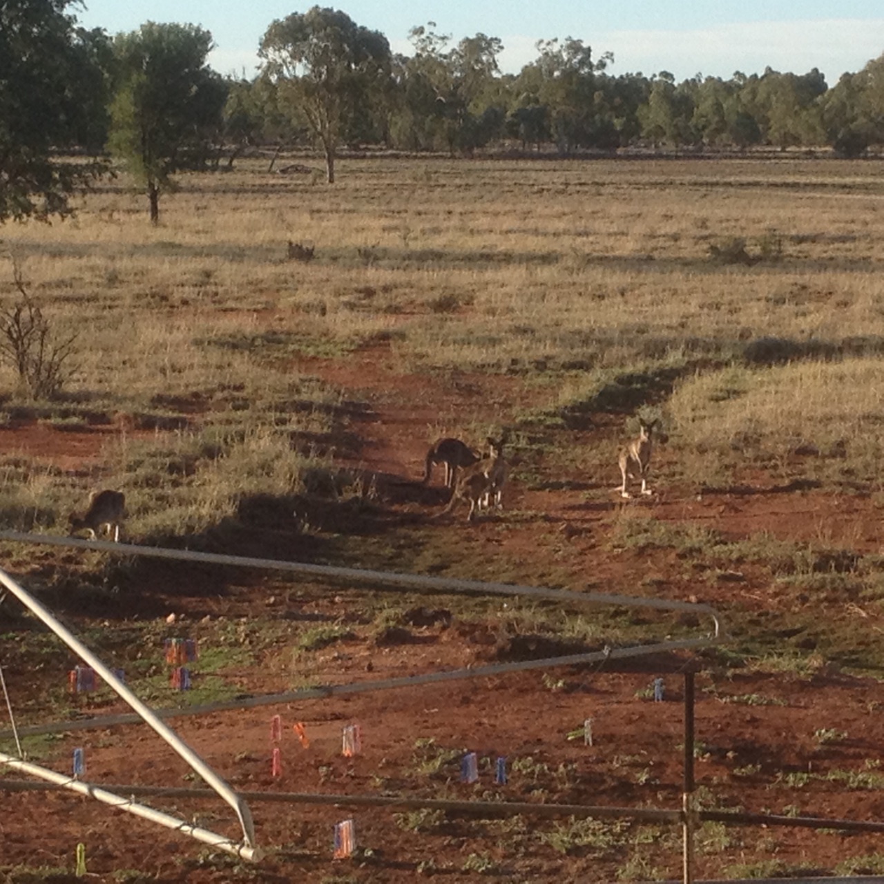 Kangaroos at the back fence