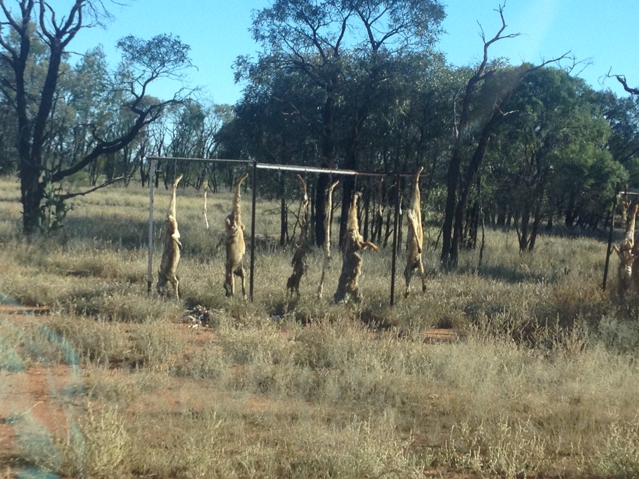 More dead dingoes