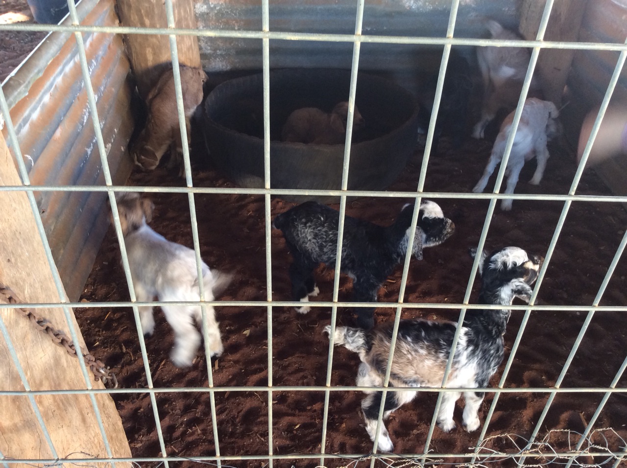 One morning there were 17 new kids in the paddock