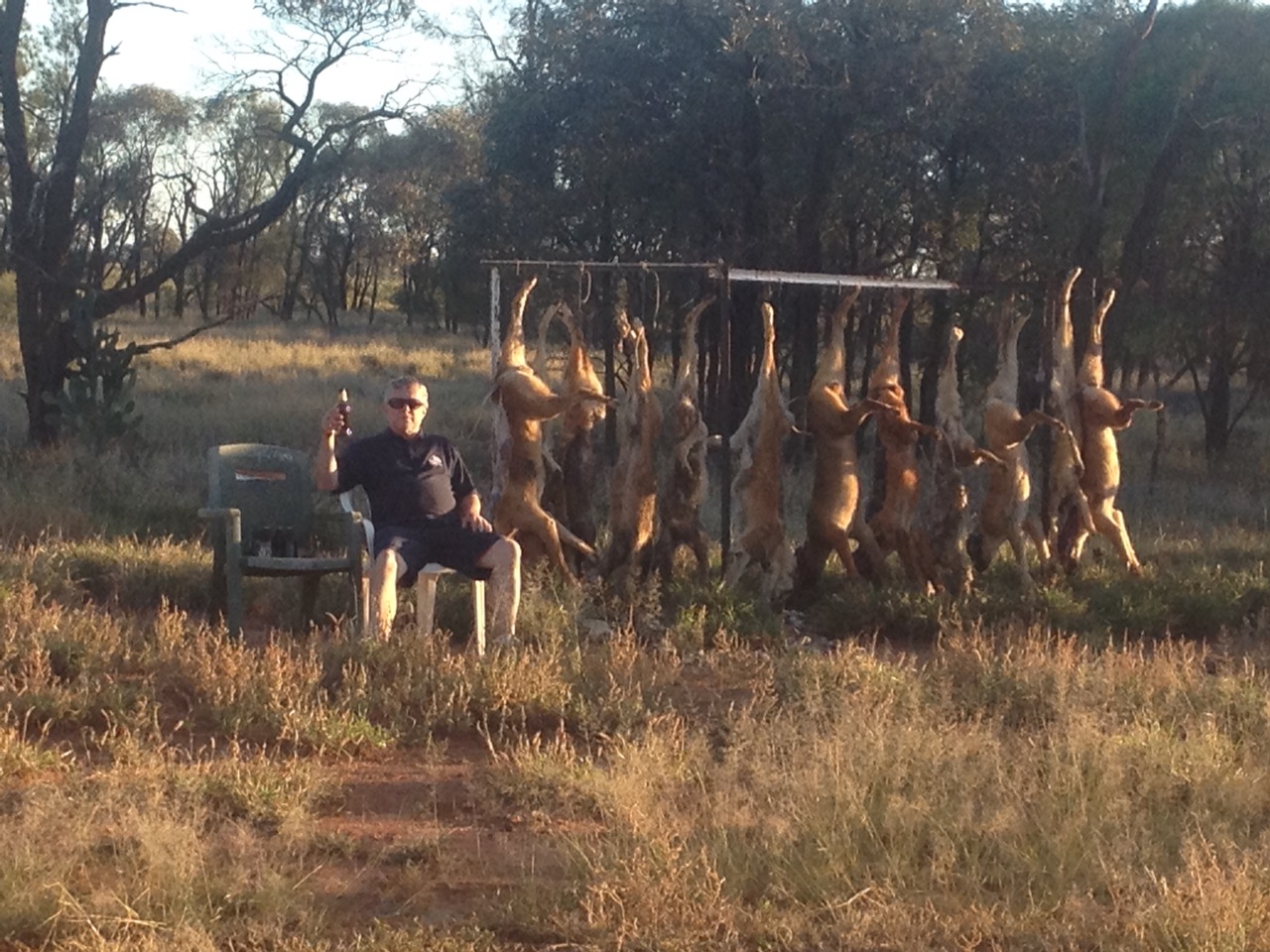 Some of the trapped feral dingoes