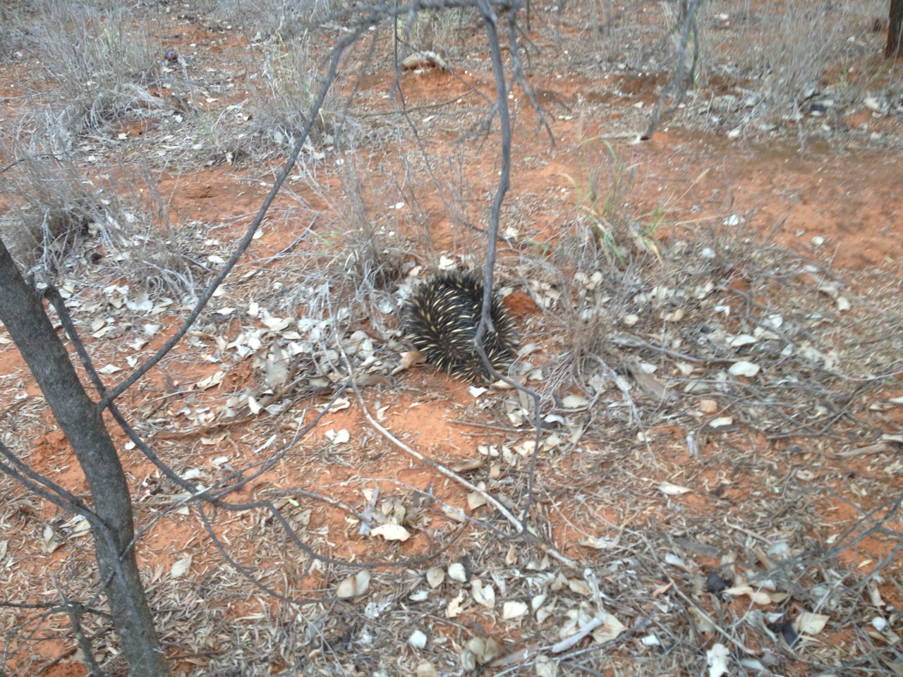 then tried to bury itself