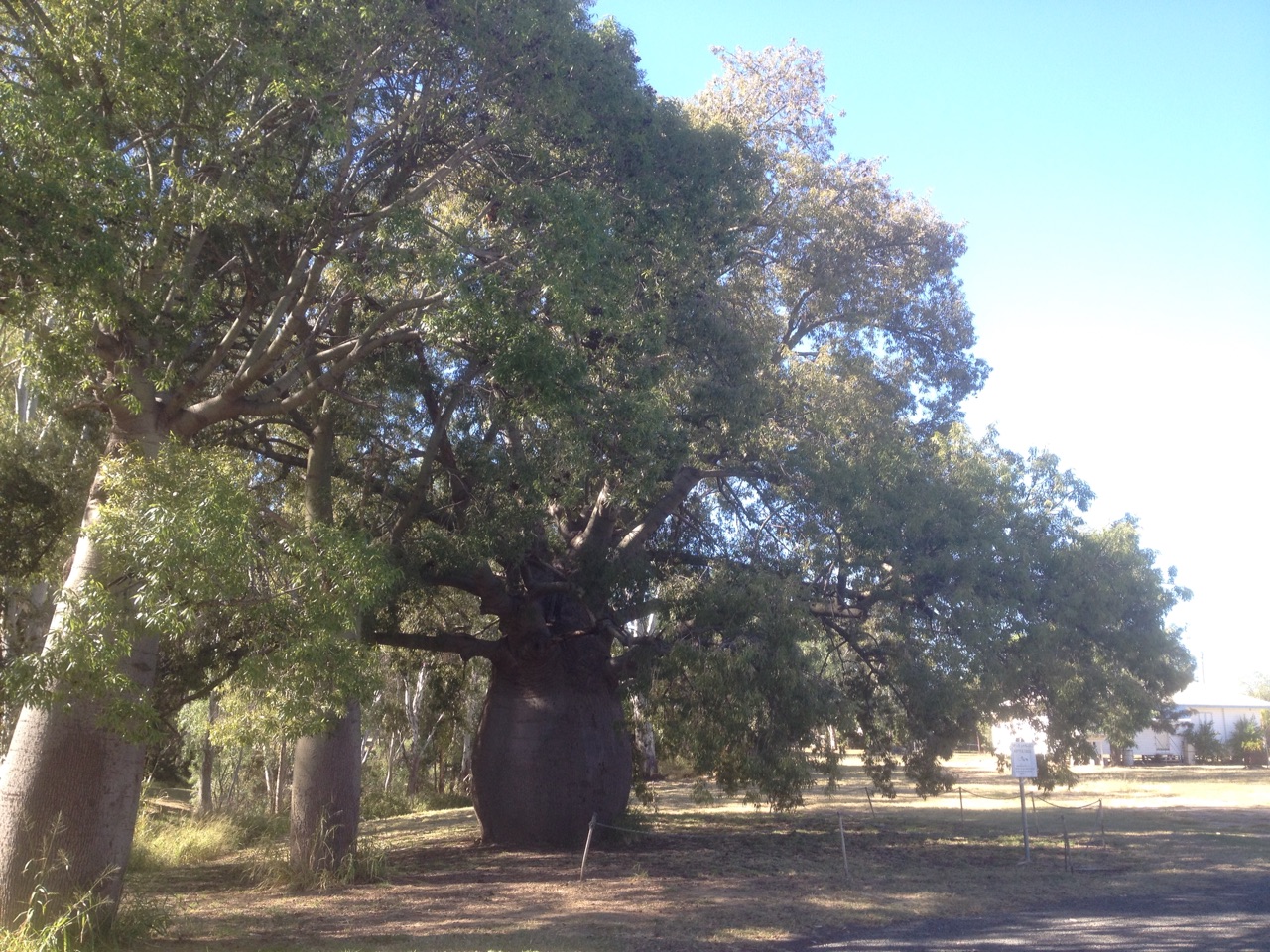 The Largest Bottle Tree