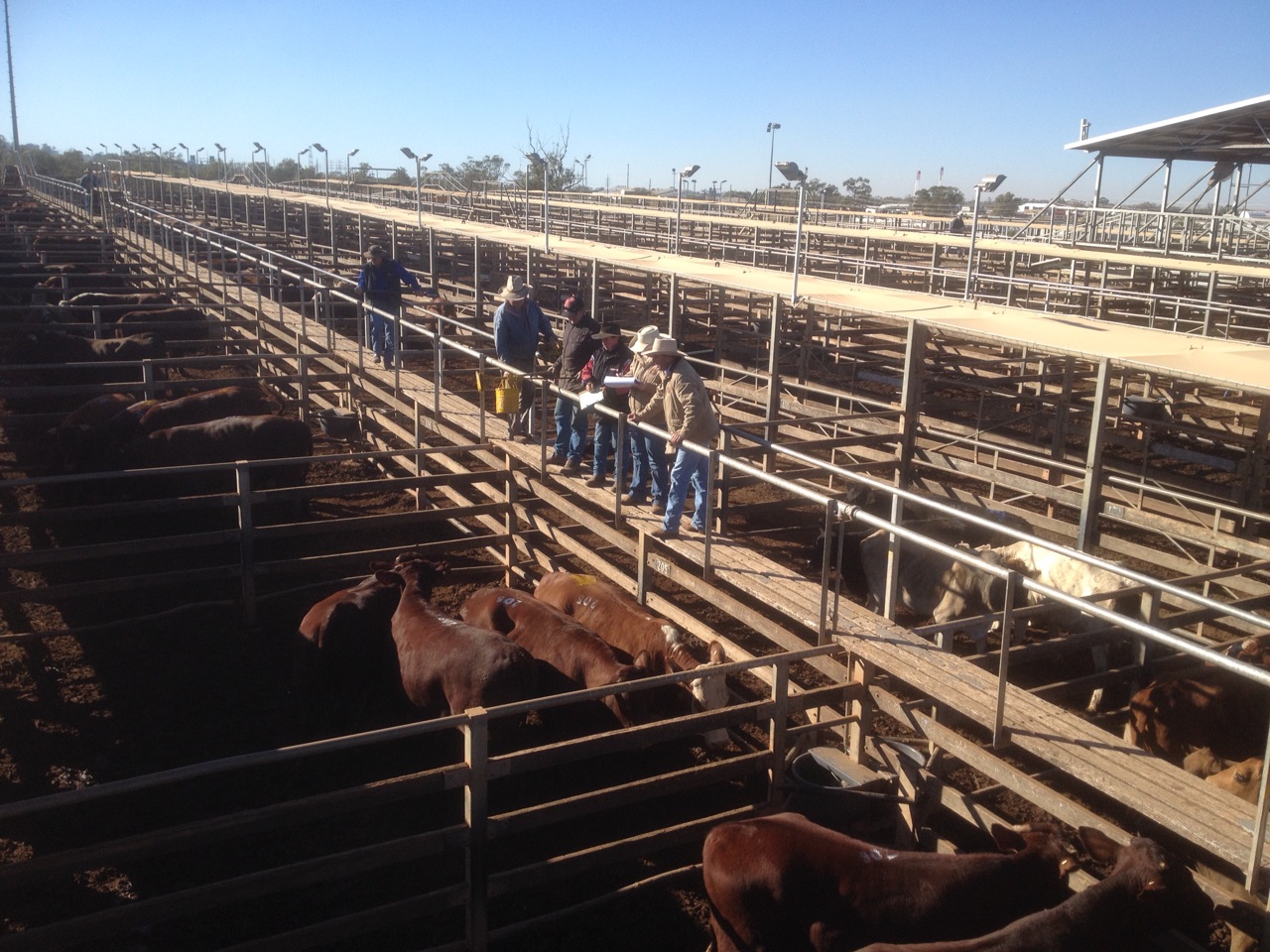 Cattle being auctioned