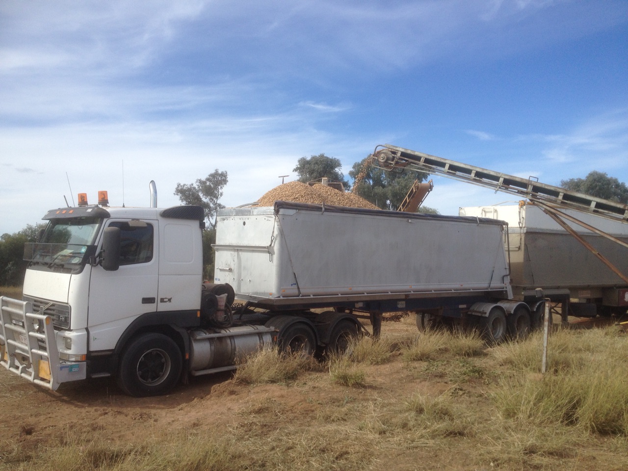 and are loaded onto 60 tonne trucks for market
