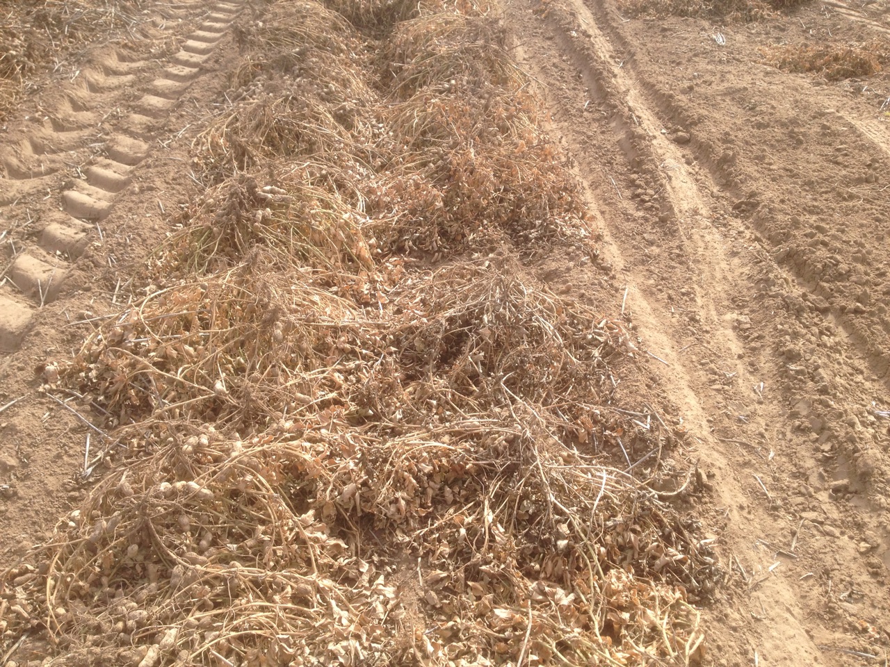The peanut plants are cut and left to dry
