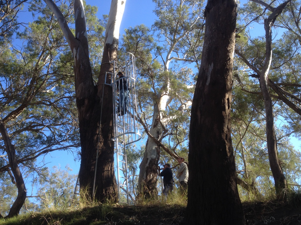 Setting up the flying fox
