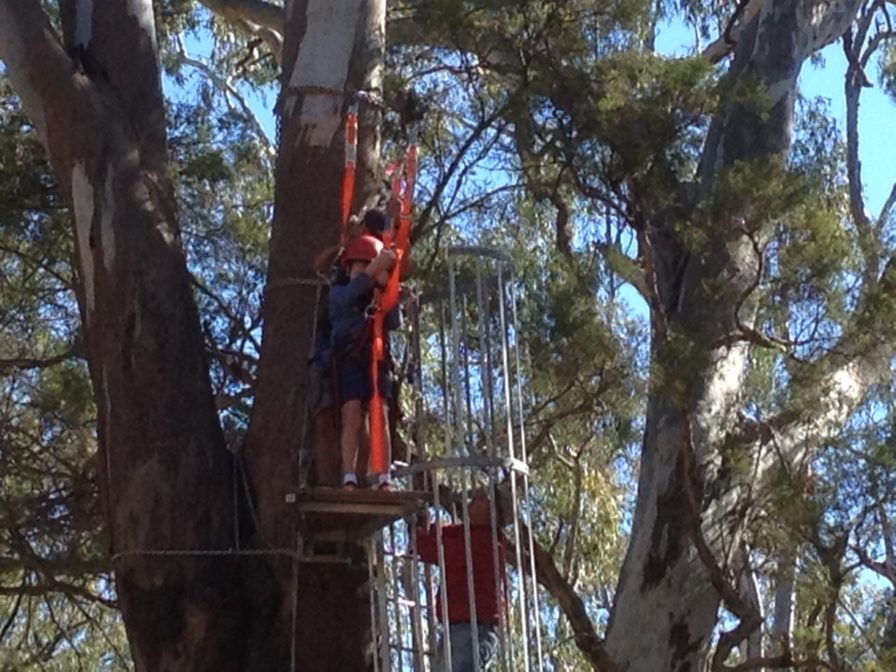 Flying Fox
