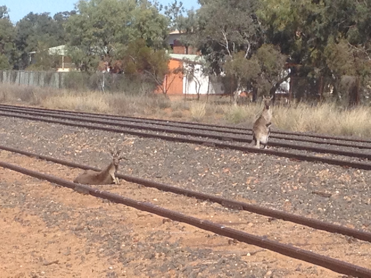 Not many trains come to Charleville!