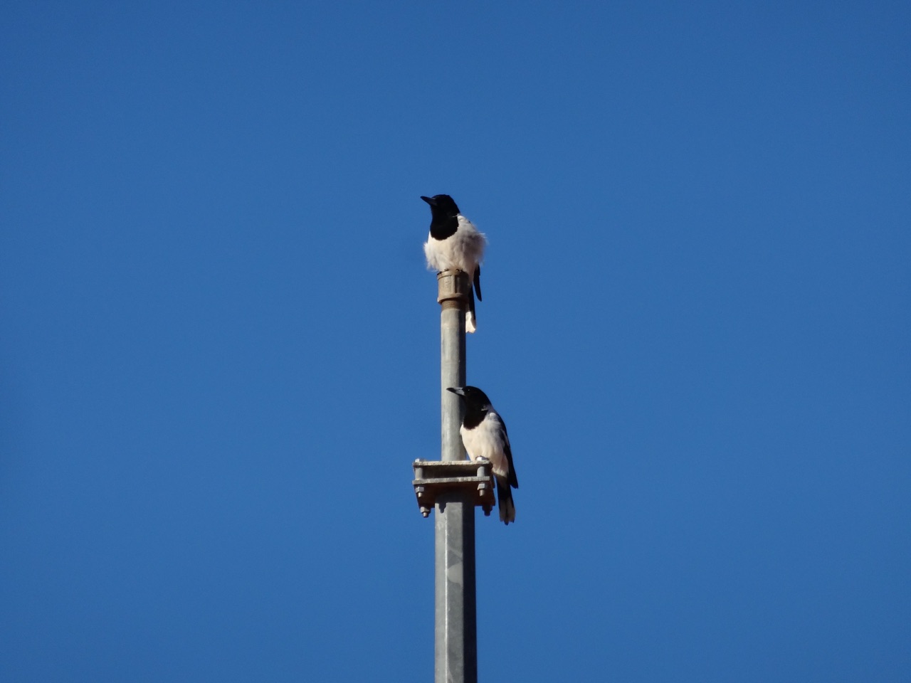 Butcher Birds