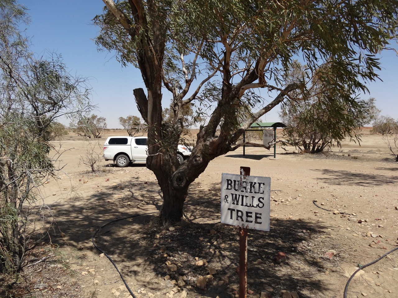 Burke and Wills Tree - Birdsville