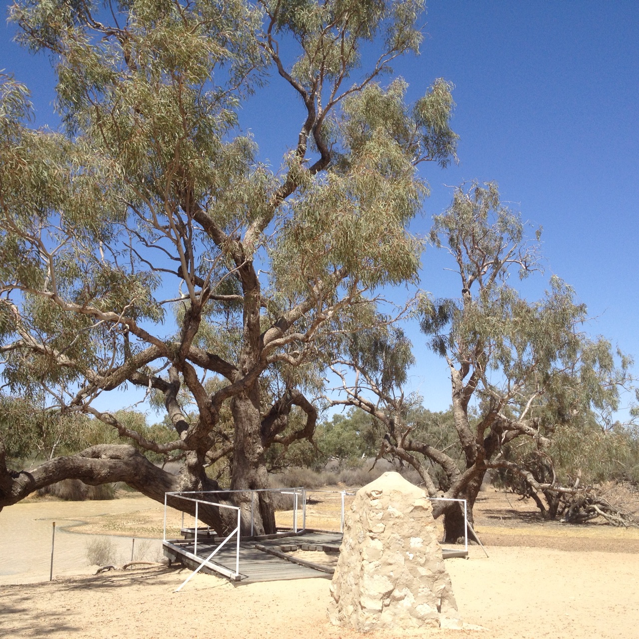 The Dig Tree