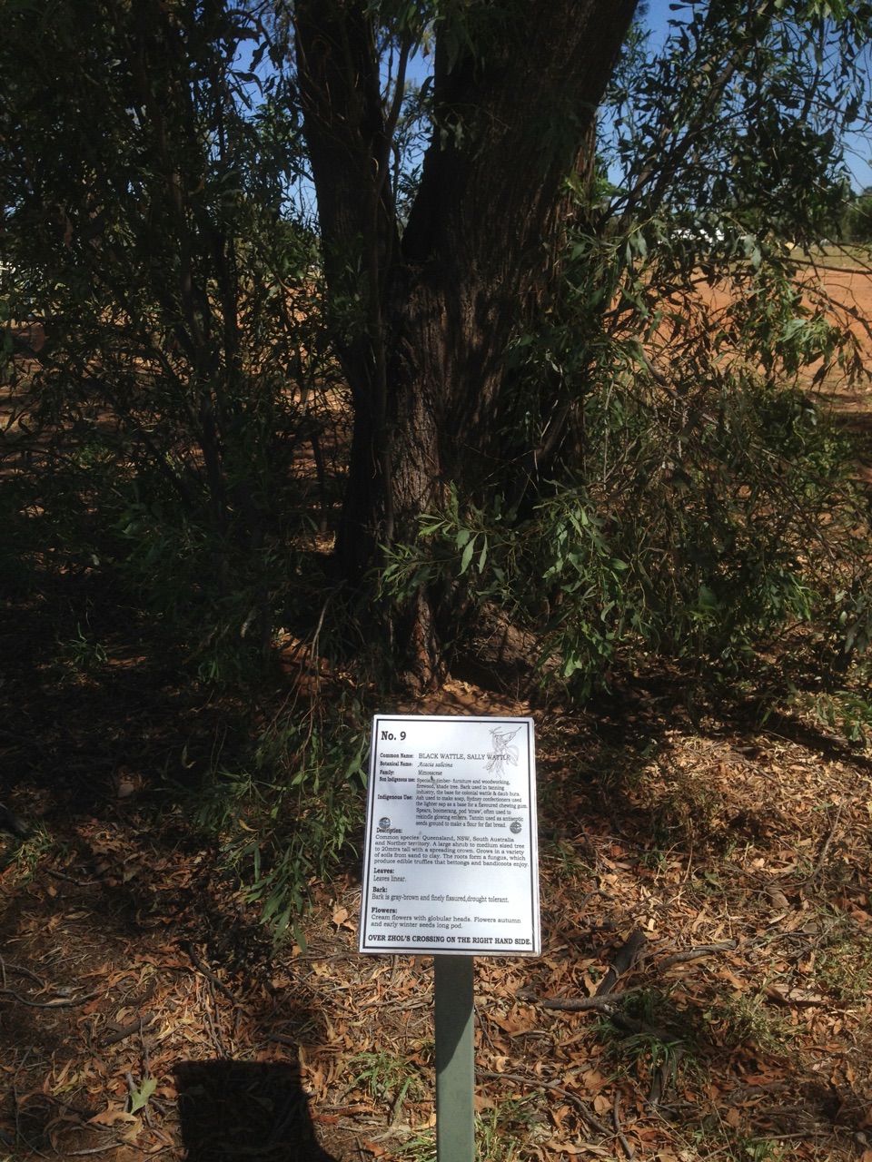 Black Wattle
