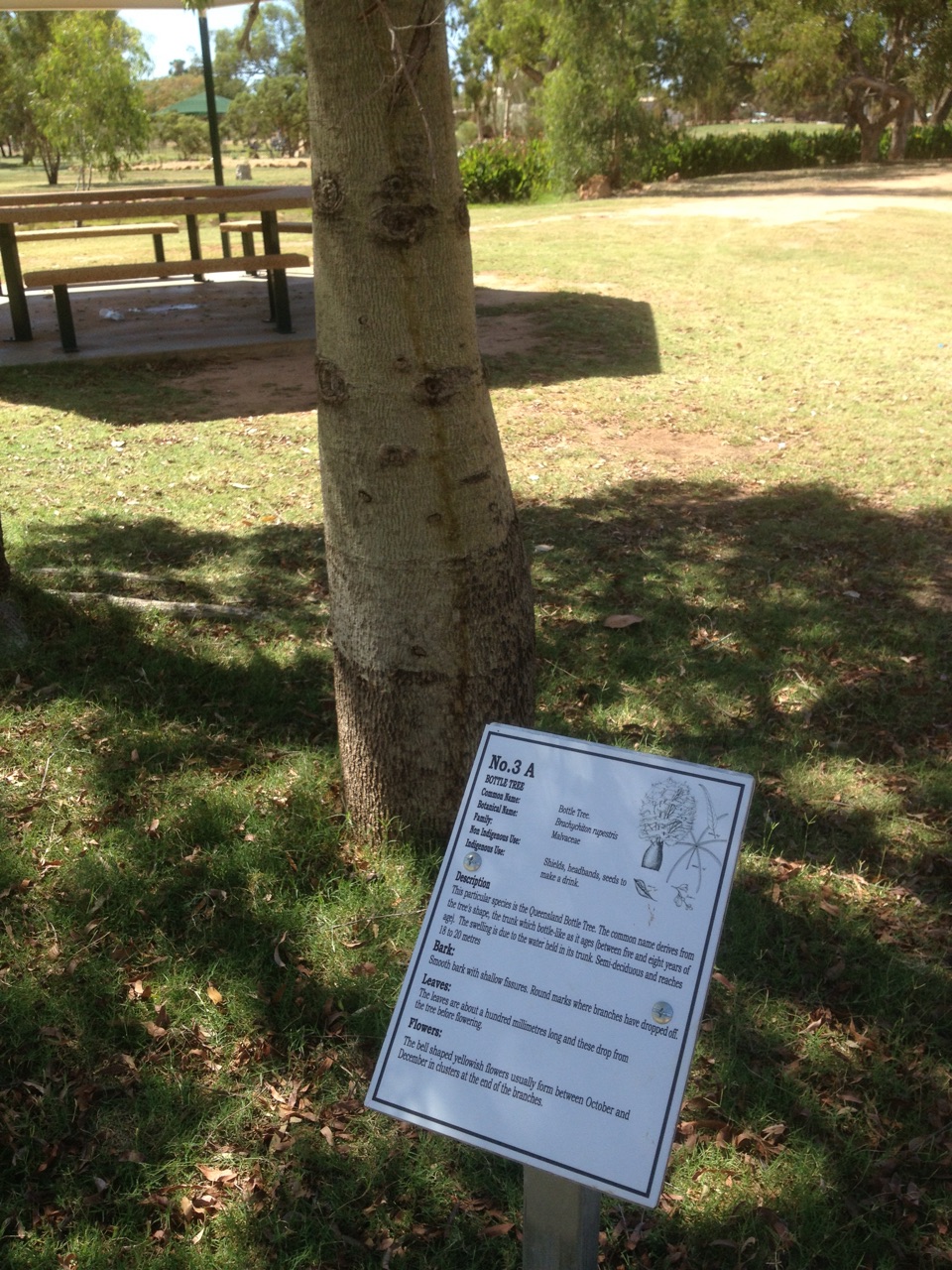 Bottle Tree