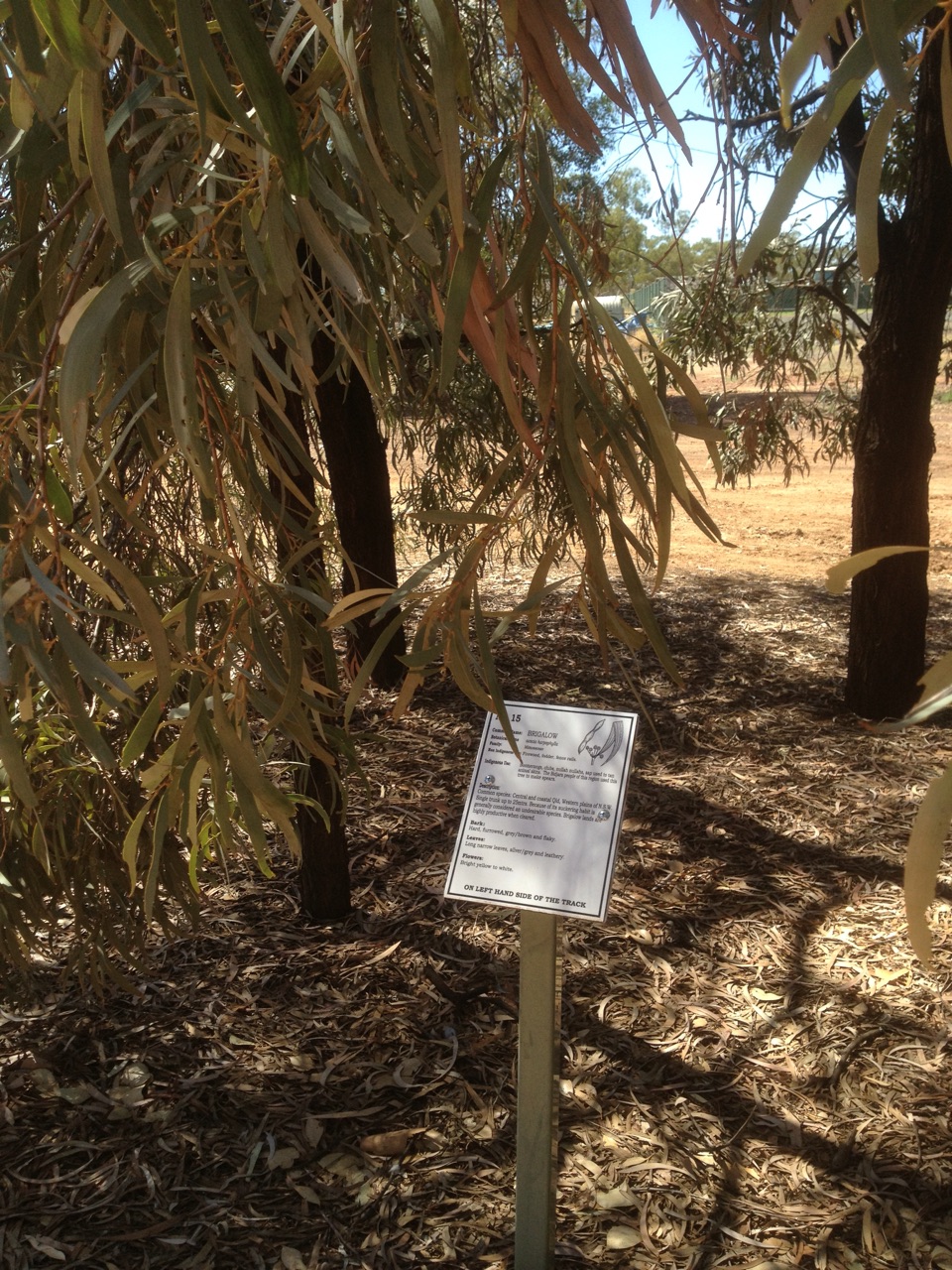 Brigalow