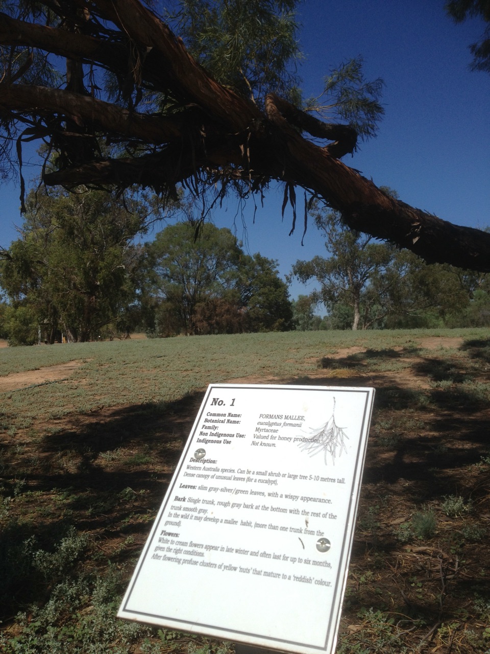 Formans Mallee