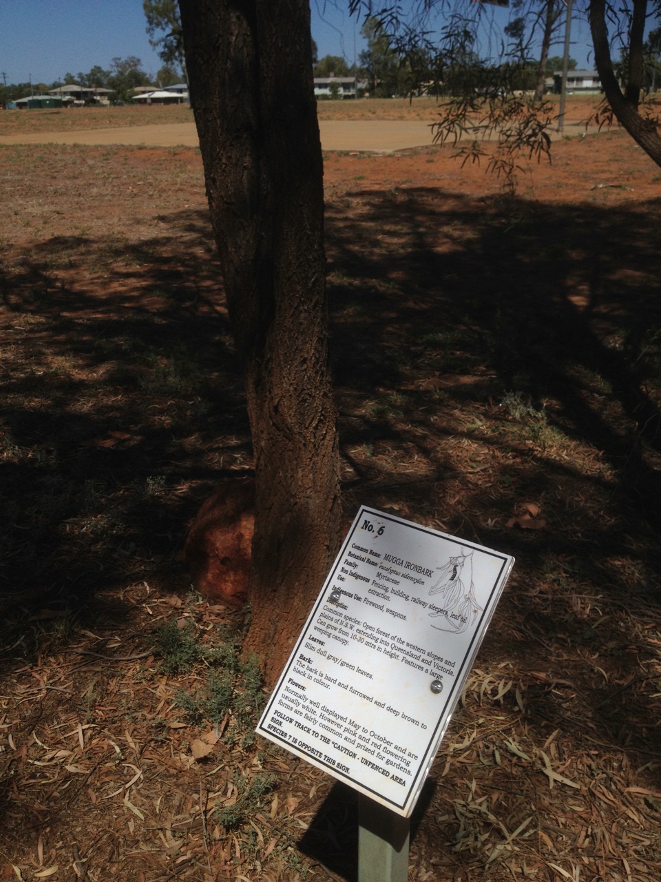 Mugga Ironbark