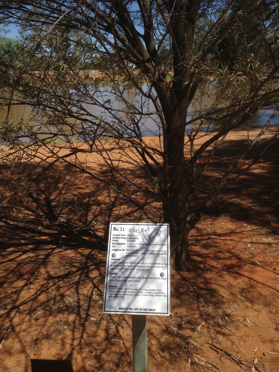 Mulga