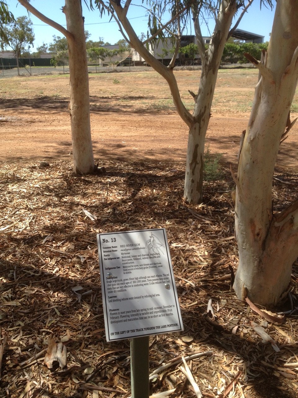 Red River Gum